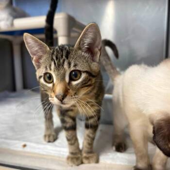Cobalt -  Domestic Medium Hair Cat for Adoption in Union, Missouri - Cobalt | PetCurious