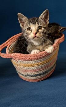 Bryson -  Domestic Short Hair Cat for Adoption in Syosset, New York - Bryson | PetCurious