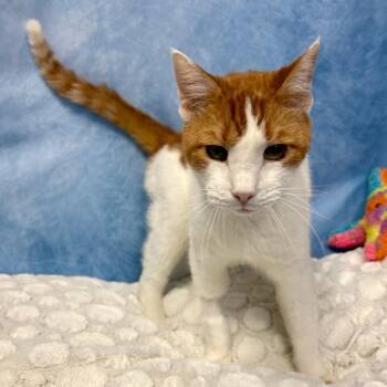 Domestic Short Hair Cats Available for Adoption in Buchanan Dam, Texas - Walter | PetCurious
