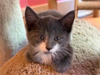 Pierre -  Domestic Short Hair Cat for Adoption in Brighton, New York - Pierre | PetCurious