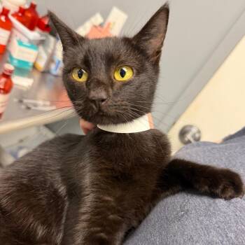 Biscuits -  Domestic Short Hair Cat for Adoption in Birmingham, Alabama - Biscuits | PetCurious