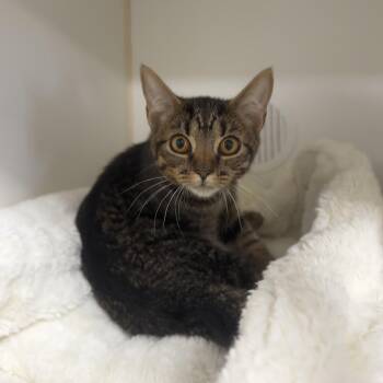 Wonder Woman -  Domestic Short Hair Cat for Adoption in Reisterstown, Maryland - Wonder Woman | PetCurious