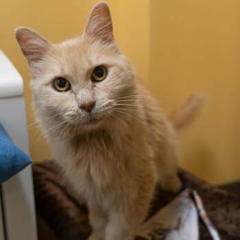 Domestic Medium Hair Cats Available for Adoption in Baltimore, Maryland - Precious | PetCurious