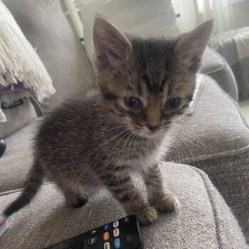 Domestic Short Hair Cats Available for Adoption in Chapel Hill, North Carolina - Gibbon | PetCurious