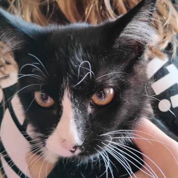 Tinkerbell -  Domestic Short Hair Cat for Adoption in Grantsville, Utah - Tinkerbell | PetCurious