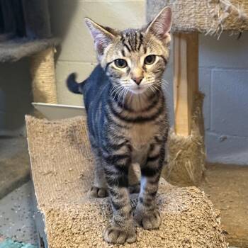 Frito -  Domestic Short Hair Cat for Adoption in Gibsonia, Pennsylvania - Frito | PetCurious