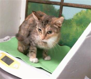 EEVEE -  Domestic Short Hair Cat for Adoption in Houston, Texas - EEVEE | PetCurious