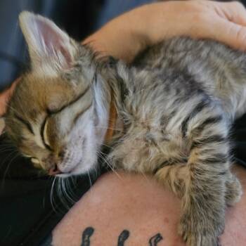 Juggler -  Domestic Medium Hair Cat for Adoption in Durango, Colorado - Juggler | PetCurious