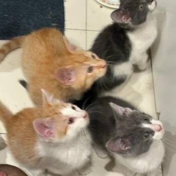 Boba Tea -  Domestic Short Hair Cat for Adoption in Oak Park, Illinois - Boba Tea | PetCurious