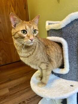 Marigold -  Domestic Short Hair Cat for Adoption in Blanchard, Oklahoma - Marigold | PetCurious