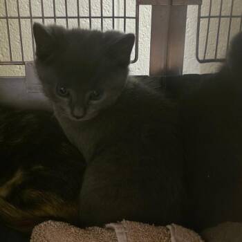 Dillinger -  Domestic Short Hair Cat for Adoption in Bristol, Indiana - Dillinger | PetCurious