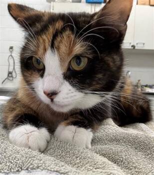 Domestic Short Hair Cats Available for Adoption - CALLA | PetCurious