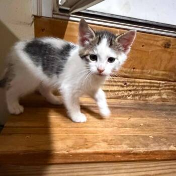 Pappi -  Domestic Short Hair Cat for Adoption in Inwood, West Virginia - Pappi | PetCurious