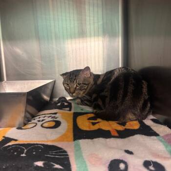Jerry -  Domestic Short Hair Cat for Adoption in Lake Jackson, Texas - Jerry | PetCurious