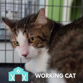 Hank -  Domestic Short Hair Cat for Adoption in Sarasota, Florida - Hank | PetCurious