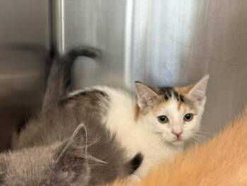 ELLEN BEAR -  Domestic Short Hair Cat for Adoption in Colorado Springs, Colorado - ELLEN BEAR | PetCurious