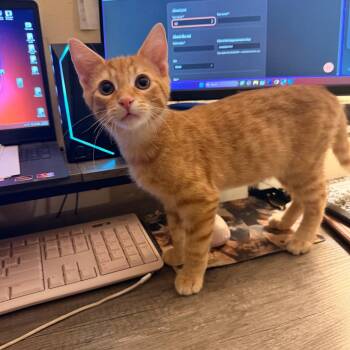 Hobbs -  Domestic Short Hair Cat for Adoption in Chicago, Illinois - Hobbs | PetCurious