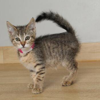 Clarinet C68889 -  Domestic Short Hair Cat for Adoption in Minnetonka, Minnesota - Clarinet C68889 | PetCurious