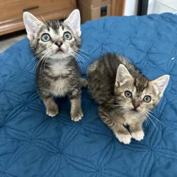 Barnacle 11 -  Domestic Short Hair Cat for Adoption in Austin, Texas - Barnacle 11 | PetCurious