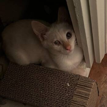 Lightbulb -  Domestic Short Hair and Siamese Cat for Adoption in Hemet, California - Lightbulb | PetCurious