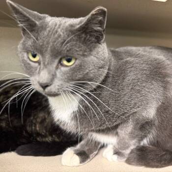 Rescue Domestic Short Hair Cats for Adoption in Wheeling, Illinois - Pudding | PetCurious