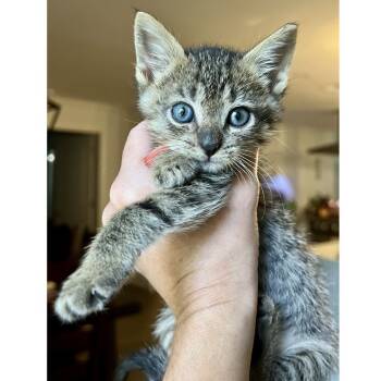 Rescue Domestic Short Hair Cats for Adoption in Austin, Texas - Sprout 27 | PetCurious