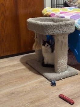 Rescue Domestic Medium Hair Cats for Adoption - Spearfish | PetCurious