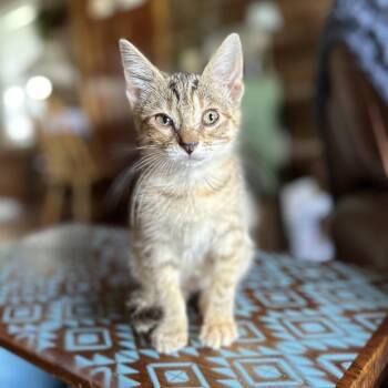 Puma -  Domestic Short Hair Cat for Adoption in Hackett, Arkansas - Puma | PetCurious