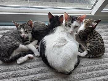 Domestic Short Hair Cats Available for Adoption in Chicago, Illinois - Delilah | PetCurious