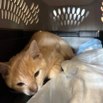 Dreamsicle Harley -  Domestic Short Hair Cat for Adoption in Woodstock, Virginia - Dreamsicle Harley | PetCurious
