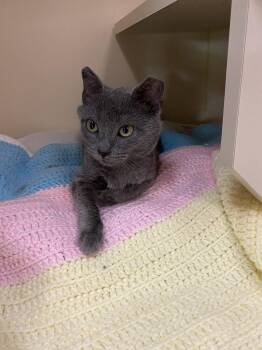 Domestic Short Hair Cats Available for Adoption in Littlestown, Pennsylvania - Bambina | PetCurious