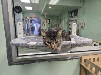 Roy -  Domestic Short Hair Cat for Adoption in Oviedo, Florida - Roy | PetCurious