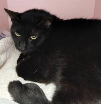 Domestic Long Hair Cats Available for Adoption - BABY Q | PetCurious