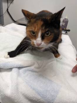 Rescue Domestic Short Hair Cats for Adoption in Cleveland, Ohio - Dixie | PetCurious