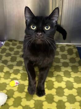Leedtoo -  Domestic Short Hair Cat for Adoption in Grants Pass, Oregon - Leedtoo | PetCurious