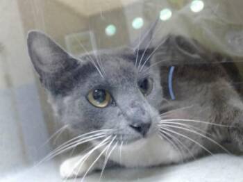 A552520 -  Domestic Short Hair Cat for Adoption in Moreno Valley, California - A552520 | PetCurious