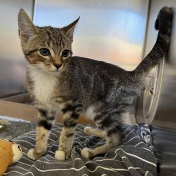 Keystone Species -  Domestic Short Hair Cat for Adoption in Richmond, Virginia - Keystone Species | PetCurious