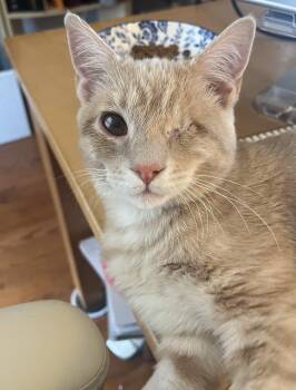 Honey Bun -  Tabby Cat for Adoption in Avondale, Pennsylvania - Honey Bun | PetCurious