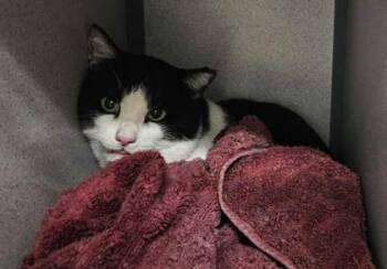 Rescue Domestic Short Hair Cats for Adoption in Canon City, Colorado - Stallone Barn Cat | PetCurious