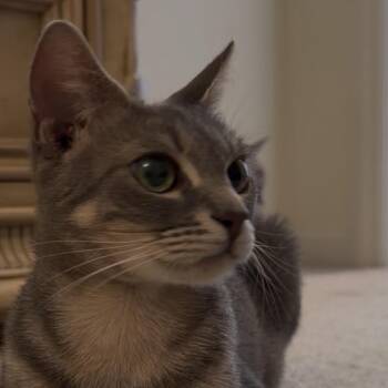 Hank -  Domestic Short Hair Cat for Adoption in Jupiter, Florida - Hank | PetCurious