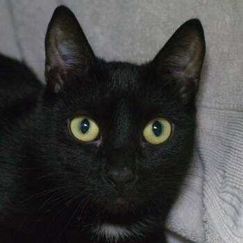 Flash (and Fred) -  Domestic Short Hair Cat for Adoption in Seattle, Washington - Flash (and Fred) | PetCurious