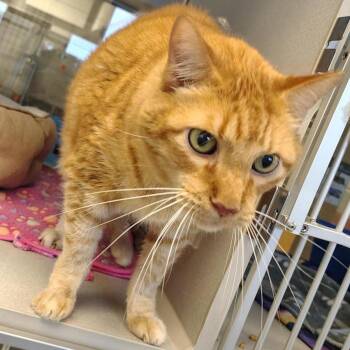 Shamus -  Domestic Short Hair Cat for Adoption in Cedar Rapids, Iowa - Shamus | PetCurious