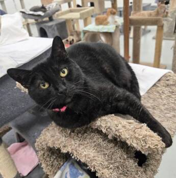 Rescue Domestic Short Hair Cats for Adoption in West Palm Beach, Florida - Jett | PetCurious