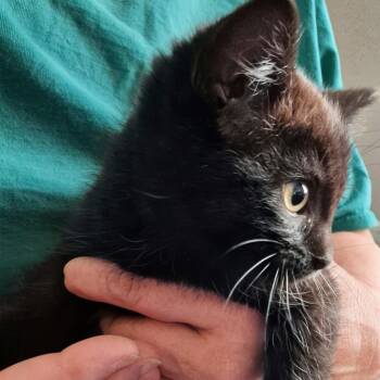 Burke - Best Friends with Derek -  Domestic Short Hair Cat for Adoption in West Jefferson, Ohio - Burke - Best Friends With Derek | PetCurious