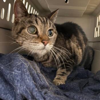 Domestic Short Hair Cats Available for Adoption in Goleta, California - Bruno | PetCurious