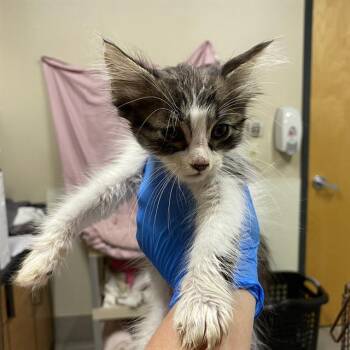 A613392 -  Domestic Medium Hair Cat for Adoption in Modesto, California - A613392 | PetCurious