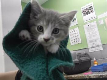 GLENN -  Domestic Medium Hair and Domestic Short Hair Cat for Adoption in Omaha, Nebraska - GLENN | PetCurious