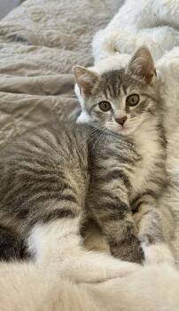 Fern * -  Domestic Short Hair Cat for Adoption in West Palm Beach, Florida - Fern * | PetCurious