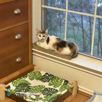 Bernie -  Calico Cat for Adoption in Fort Worth, Texas - Bernie | PetCurious
