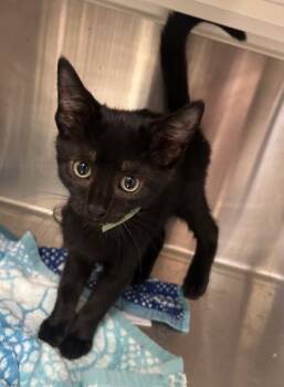 Elvira -  Domestic Short Hair Cat for Adoption in Cincinnati, Ohio - Elvira | PetCurious